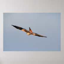 Red Kite Soaring Print