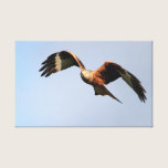 Red Kite Wrapped Canvas canvas prints
