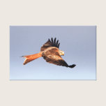 Red Kite Wrapped Canvas canvas prints