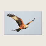 Red Kite Wrapped Canvas canvas prints