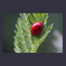 Red Ladybug Macro Photography Print posters