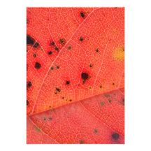 Red Leaf Macro Card