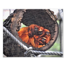 Red Leaf Monkeys Photo