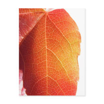 Red Leaf Postcards