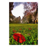 Red Leaf Under The Hot Autumn Sun Photo Art