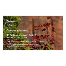 Red Leaves In Zion National Park Business Card