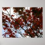 Red Leaves of Wales posters