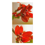Red Leaves Photo Card photo cards
