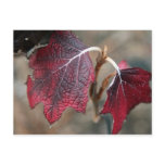 Red Leaves postcards