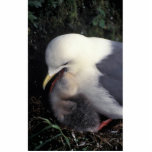Red-legged Kittiwake Feeding Young photo sculptures