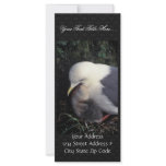 Red-legged Kittiwake Feeding Young rack cards