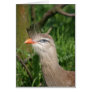 red legged seriema cards