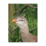 red legged seriema post card