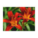 Red Lilies Postcards