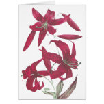 Red Lillies Cards