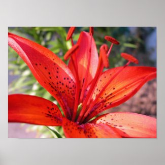 Red Lilly Canvas Print