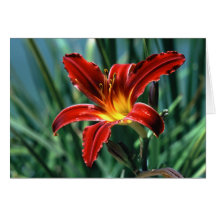 Red Lily Note Card