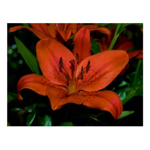 red lily postcards