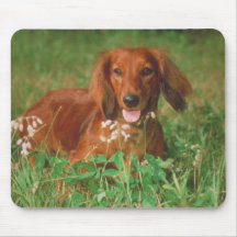 Red Long Haired Dachshund Mouse Pads