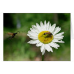 Red Longhorn Beetle Greeting Card