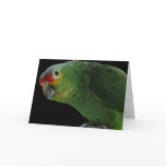 Red Lored Amazon Note Card