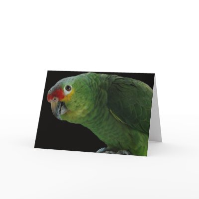 Red Lored Amazon Note Card by mgguertin