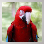 red-macaw10x10 poster