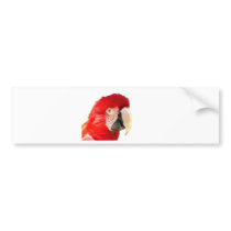 Red macaw bumper sticker