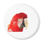 Red macaw magnets