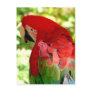Red Macaw Parrot Postcard 2