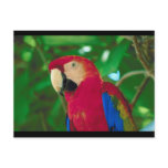 Red Macaw postcards