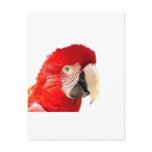 Red macaw postcards