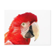 Red macaw post cards