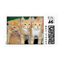 Red Mackerel Tabby Kittens Postage Stamps