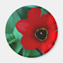 Red Magnet