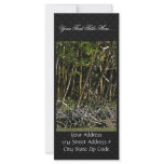 Red mangrove trees full color rack card