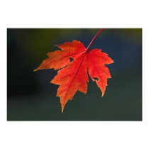 Red Maple Acer rubrum) red leaf in autumn,