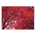 Red Maple Card