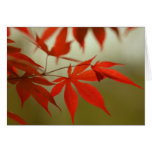Red Maple Greeting Card