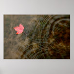 Red Maple Floating Posters