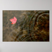 Red Maple Floating Posters