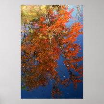 Red Maple Foliage Reflection Posters