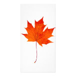 Red maple leaf customized photo card