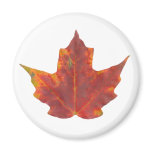 Red Maple Leaf magnets