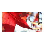 Red Maple Leaf Photo Card photo cards
