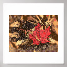 Red Maple Leaf Poster