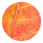 Red Maple Leaf stickers