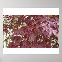Red Maple Leave Posters