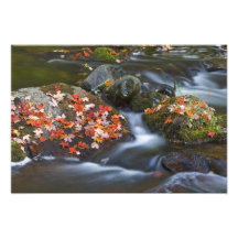 Red maple leaves carpet the rocks in the photographic print