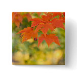 Red Maple Leaves in Autumn Pins